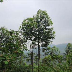 派大星吃汉堡资料,派大星吃汉堡最新歌曲,派大星吃汉堡MV视频,派大星吃汉堡音乐专辑,派大星吃汉堡好听的歌
