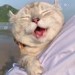 大脸猫