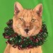 Jingle Cats