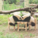 阿四唐糖